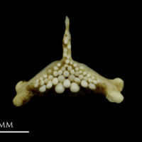 photo of Corkwing wrasse pharyngeal dorsal view