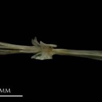 photo of Eelpout parasphenoid dorsal view