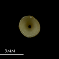 photo of Arctic Char precaudal vertebra anterior view