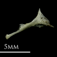 photo of Three-spined stickleback cleithrum lateral view