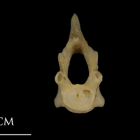 photo of Shore rockling precaudal vertebra anterior view