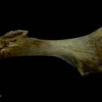 photo of Red gurnard ceratohyal lateral view