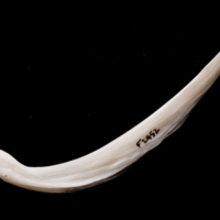 photo of European flounder anal pterygiophore lateral view