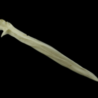 photo of Grey Triggerfish for assessment medial view