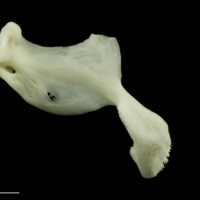 photo of Common carp maxilla lateral view