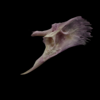 photo of Meagre posttemporal lateral view