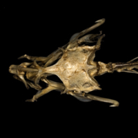 photo of Dragonet skull dorsal view
