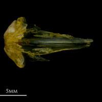 photo of Grey gurnard vomer dorsal view