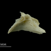 photo of Dragonet for assessment medial view