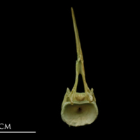 photo of John dory precaudal vertebra anterior view