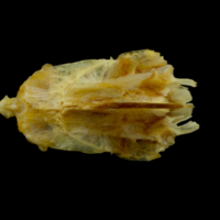 photo of Gilthead seabream parasphenoid basioccipital vomer complex dorsal view
