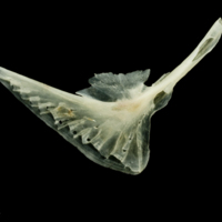 photo of Garfish preopercular lateral view