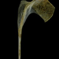 photo of Couch's seabream coracoid medial view