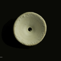 photo of Thresher Shark vertebra anterior view