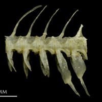 photo of Sandsmelt caudal vertebra lateral view