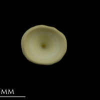 photo of Thornback ray precaudal vertebra anterior view