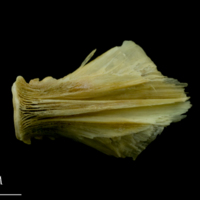 photo of Saithe basioccipital ventral view