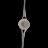 photo of Parrot fish caudal vertebra posterior view