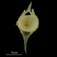 photo of Gilthead seabream caudal vertebra anterior view