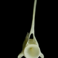 photo of European seabass precaudal vertebra anterior view