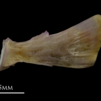 photo of Tub gurnard ultimate vertebra lateral view