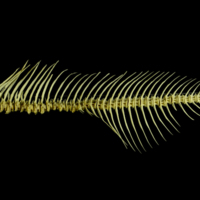 photo of Freshwater bream vertbral column lateral view