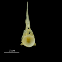 photo of Scad precaudal vertebra anterior view