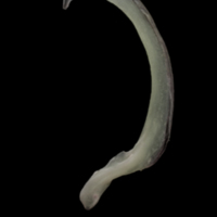 photo of European eel subopercular lateral view