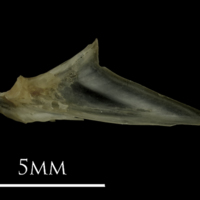 photo of Eelpout articular medial view