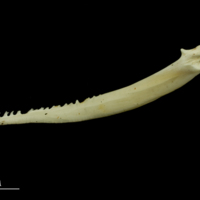 photo of Common carp serrated spine lateral view