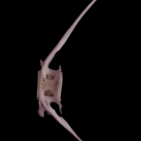 photo of Wels catfish caudal vertebra lateral view