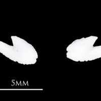 photo of Atlantic herring otolith(s) detail view