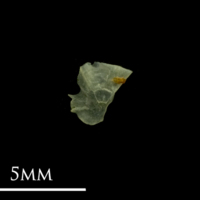 photo of Bullhead subopercular lateral view