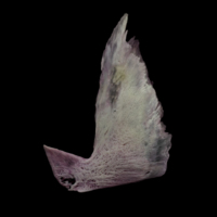 photo of Meagre subopercular lateral view