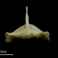 photo of Corkwing wrasse pharyngeal ventral view