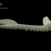 photo of Ling premaxilla medial view