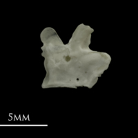 photo of Grayling for assessment lateral view