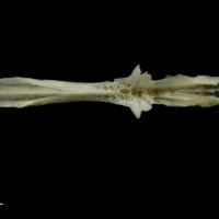 photo of Common pandora parasphenoid dorsal view