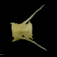 photo of Gilthead seabream caudal vertebra lateral view