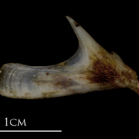 photo of Sea scorpion quadrate lateral view