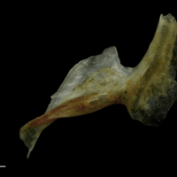 photo of Couch's seabream for assessment lateral view