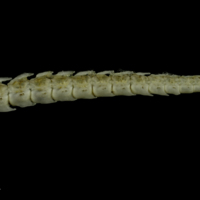 photo of Mediterranean moray caudal vertebra lateral view