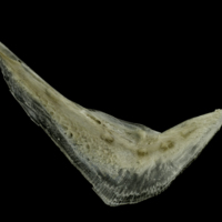 photo of Common pandora preopercular medial view