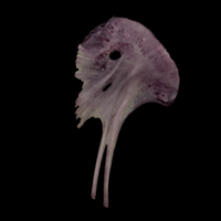 photo of Wels catfish for assessment medial view