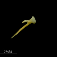 photo of Greater forkbeard posttemporal lateral view