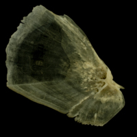 photo of Trout opercular medial view