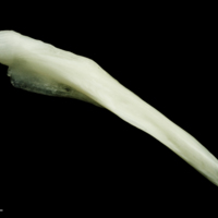 photo of Freshwater bream supracleithrum lateral view