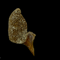 photo of Atlantic bluefin tuna  pharyngeal dorsal view