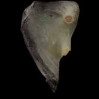 photo of European eel for assessment medial view