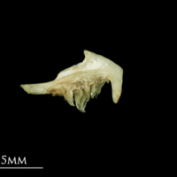 photo of Bleak pharyngeal ventral view